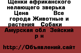 Щенки африканского нелающего зверька  › Цена ­ 35 000 - Все города Животные и растения » Собаки   . Амурская обл.,Зейский р-н